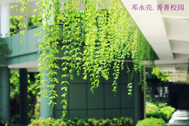 07菁菁校园 (1)(邓永亮)