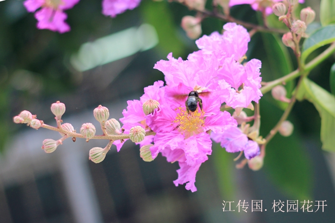08校园花开(江传国)