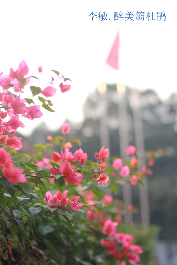 13醉美勒杜鹃(李敏)